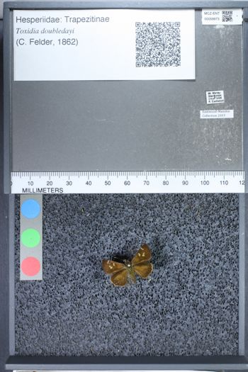 Media type: image;   Entomology 59973